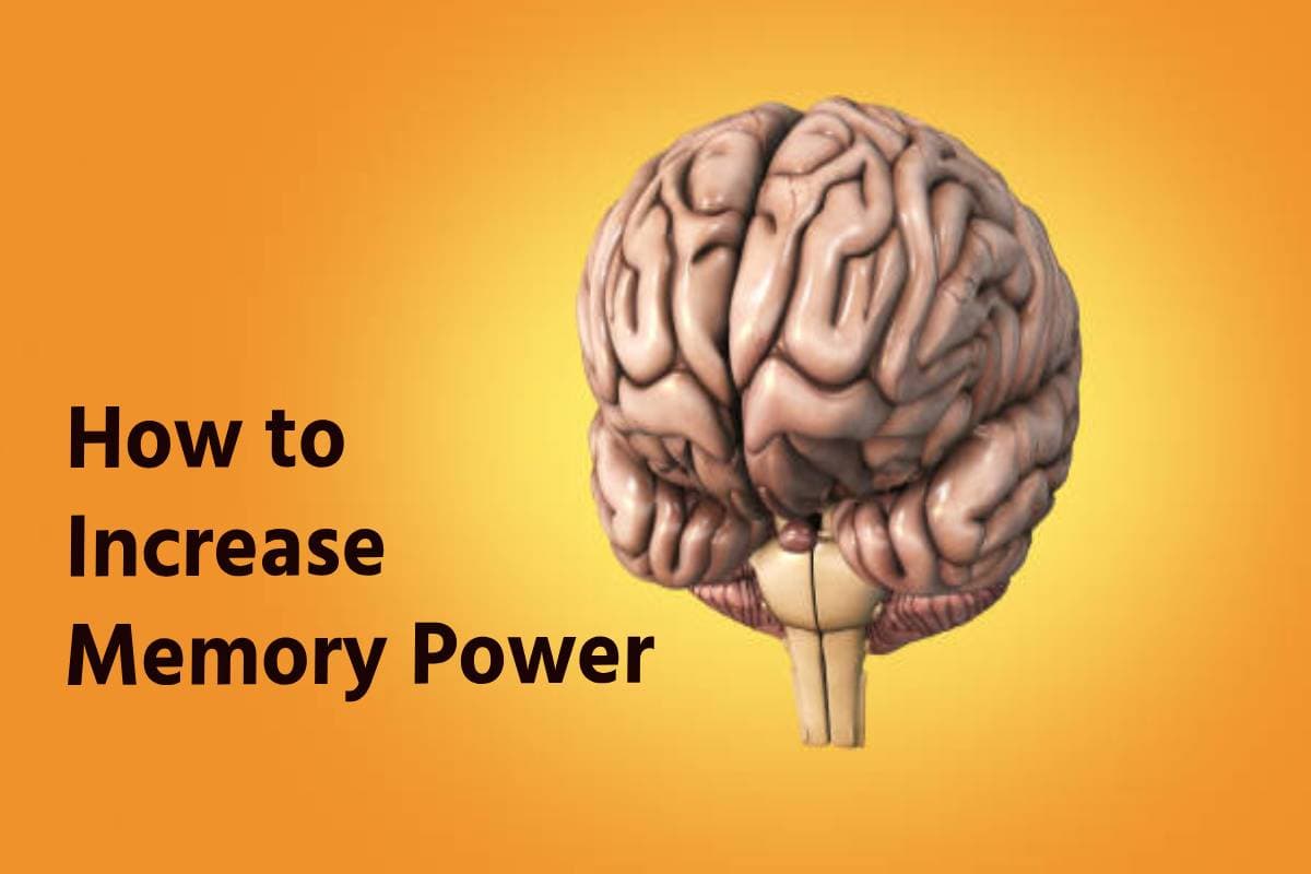 Boost Brain Fruits: याददाश्त बढ़ाने के लिए खाएं ये 5 सूखे मेवे, दवाई की तरह करेगा काम!