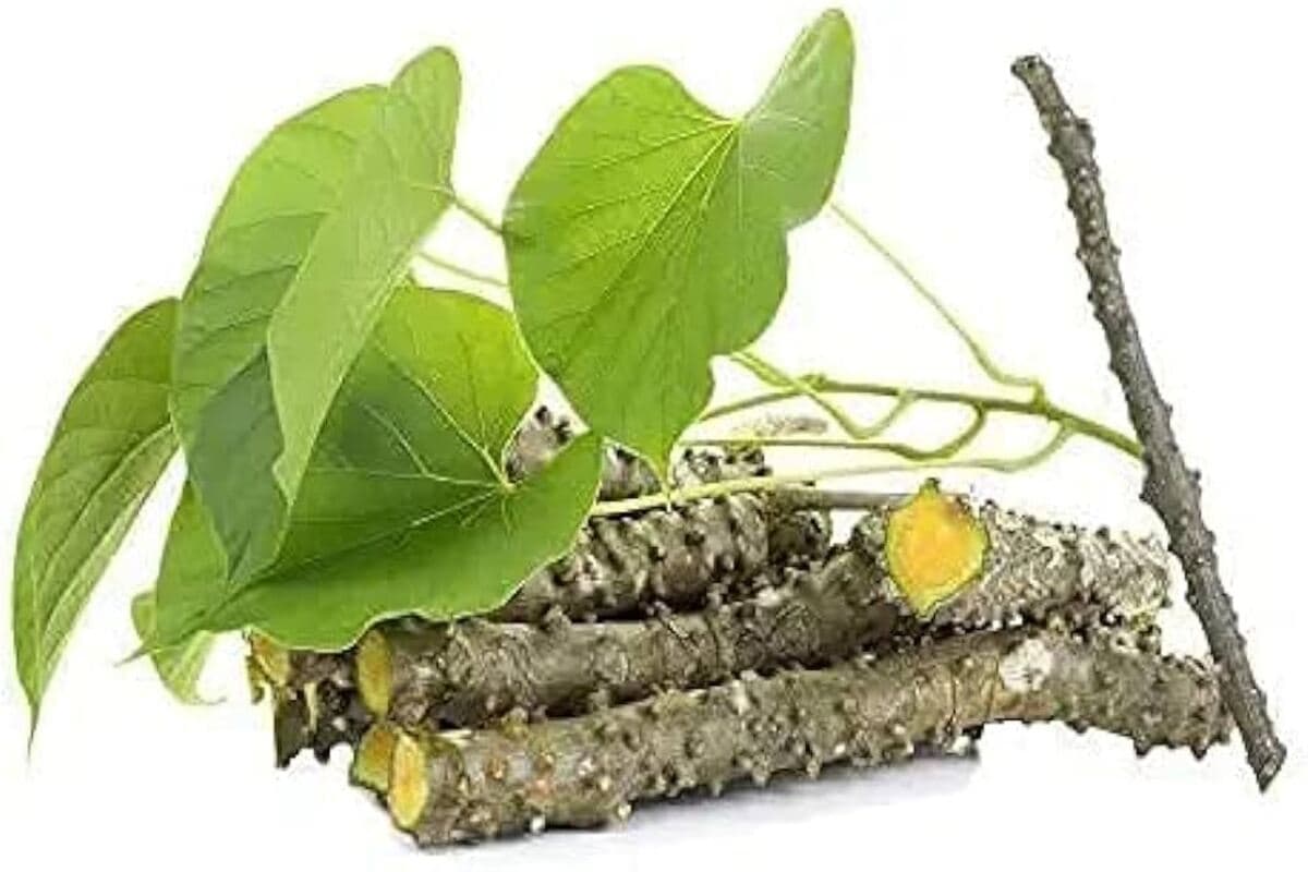 Giloy for Diabetes : मधुमेह के मरीजों के लिए रामबन होता है गिलोय, जाने कैसे करें सेवन.
