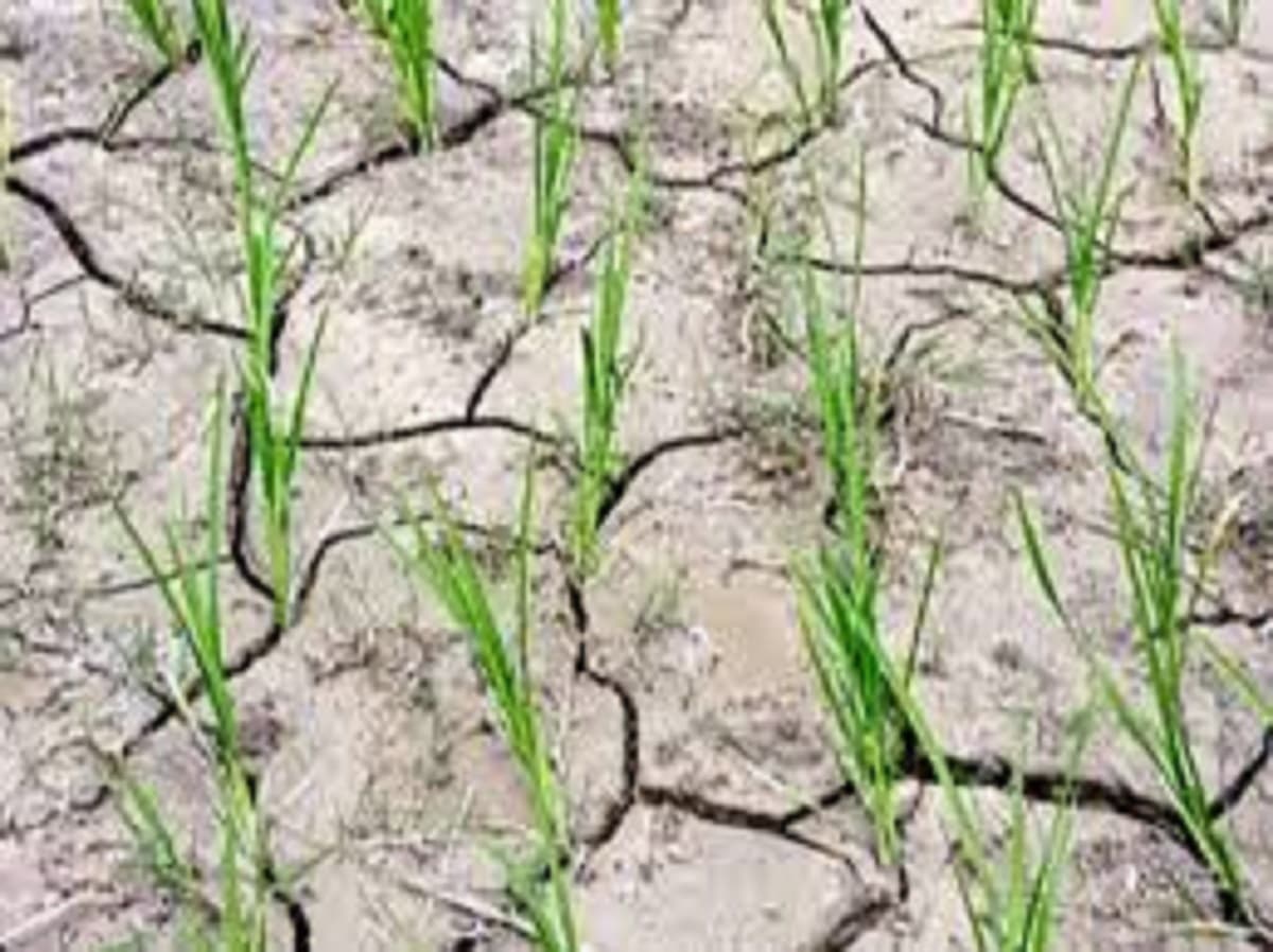 Famine in Bihar: सावन में ही सूख रहे बिहार में नदियों के धार, बारिश बिन धान के बिचड़े हुए पीले