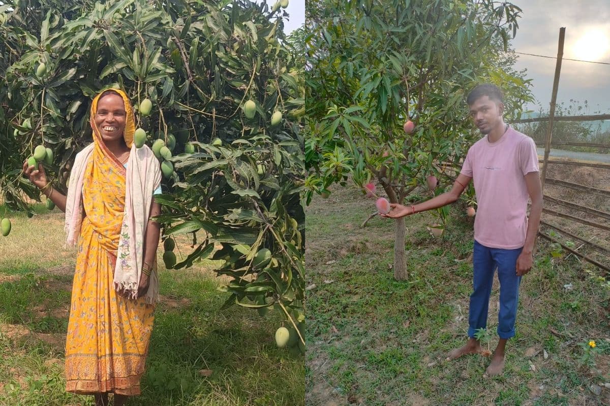 Mango Cultivation: झारखंड के किसानों की जिंदगी में मिठास घोल रहा आम, अच्छी कमाई से खिले चेहरे