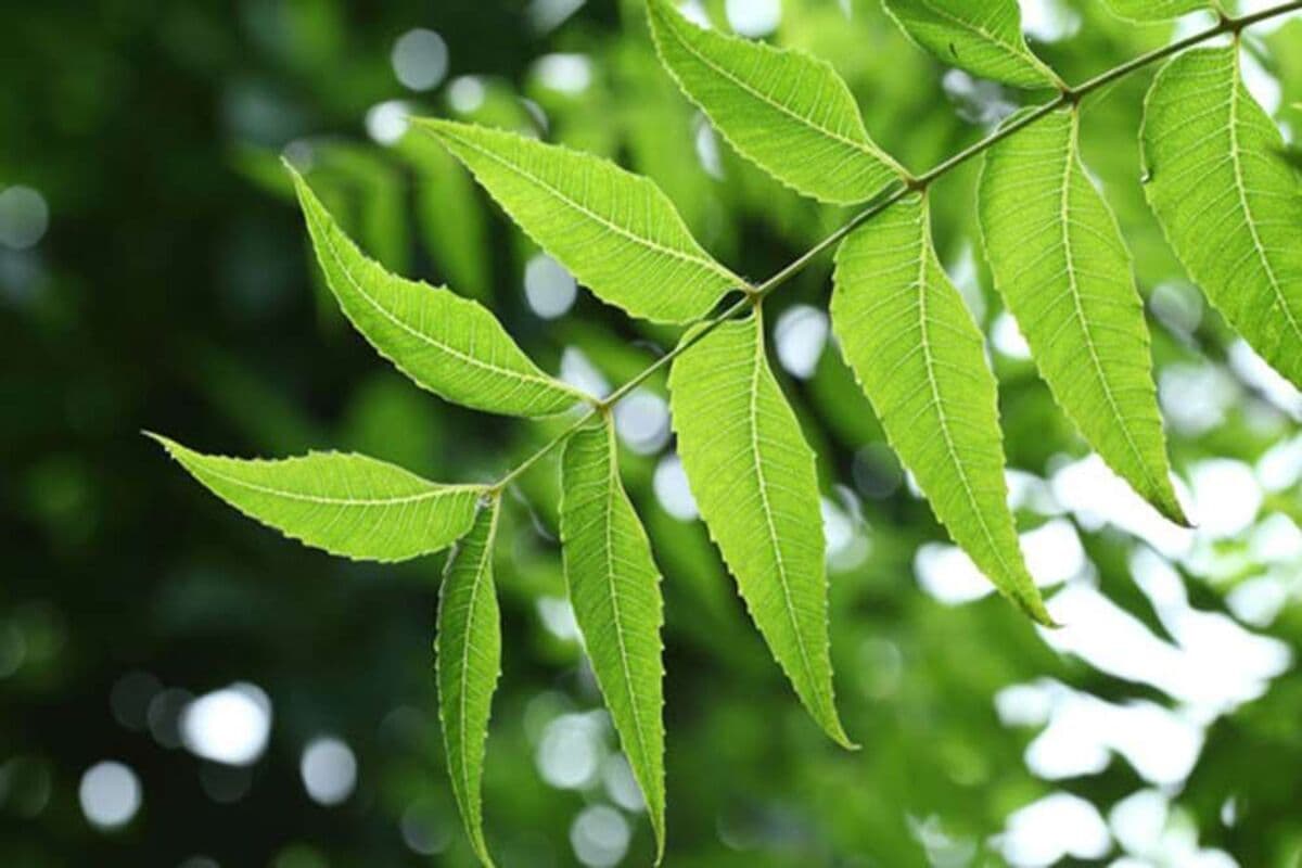 Neem Leaves Benefits : नीम के पत्तों का सेवन करने से मिलते हैं सेहत को यह लाभ.