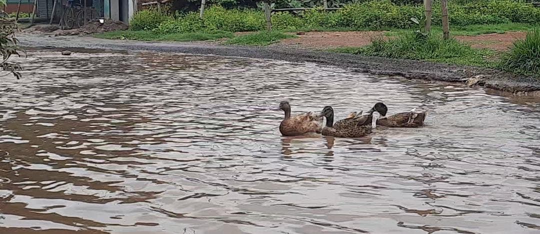 परसुडीह : जरा आराम से चलिए... ये सरजामदा पंचायत की सड़क है,सड़क बनी तालाब,तैर रहे बतख