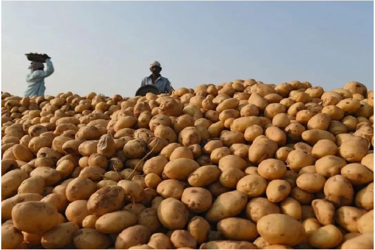 पश्चिम बंगाल : सब्जियों का राजा आलू अब बनेंगे महराजा जाने क्यों...