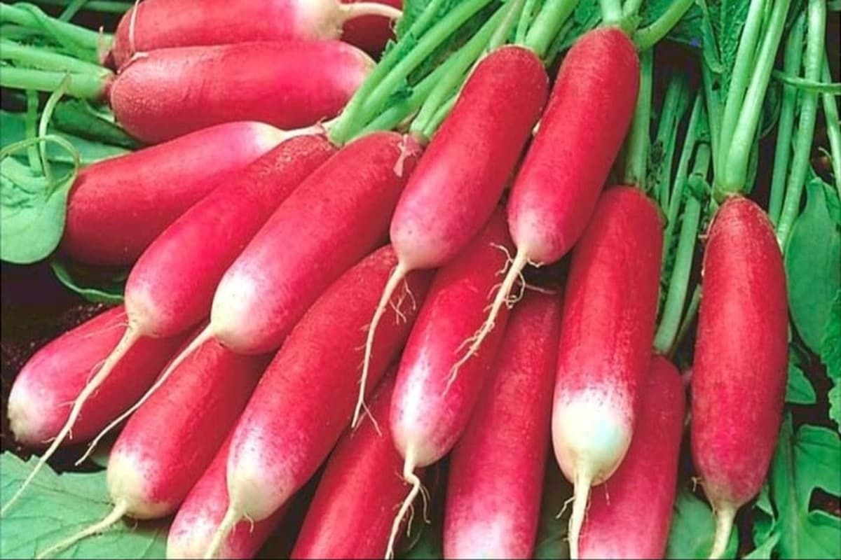 Lal Muli: लाल मूली खाने के ये हैं 5 सबसे बड़े लाभ