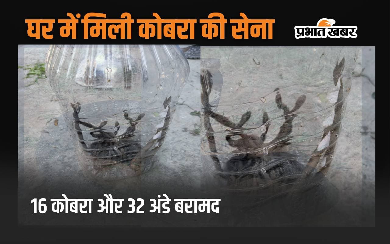 बिहार के एक घर में मिले 16 जहरीले कोबरा सांप और 32 अंडे, दंग रह गया मकान मालिक