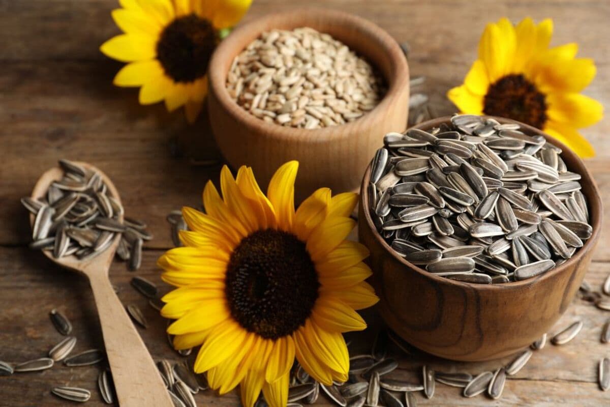 Sunflower Seeds Benefits : क्या आपको पता है सूरजमुखी के बीजों का सेवन करने सेहत को क्या लाभ मिलते हैं ? चलिए जानते हैं.