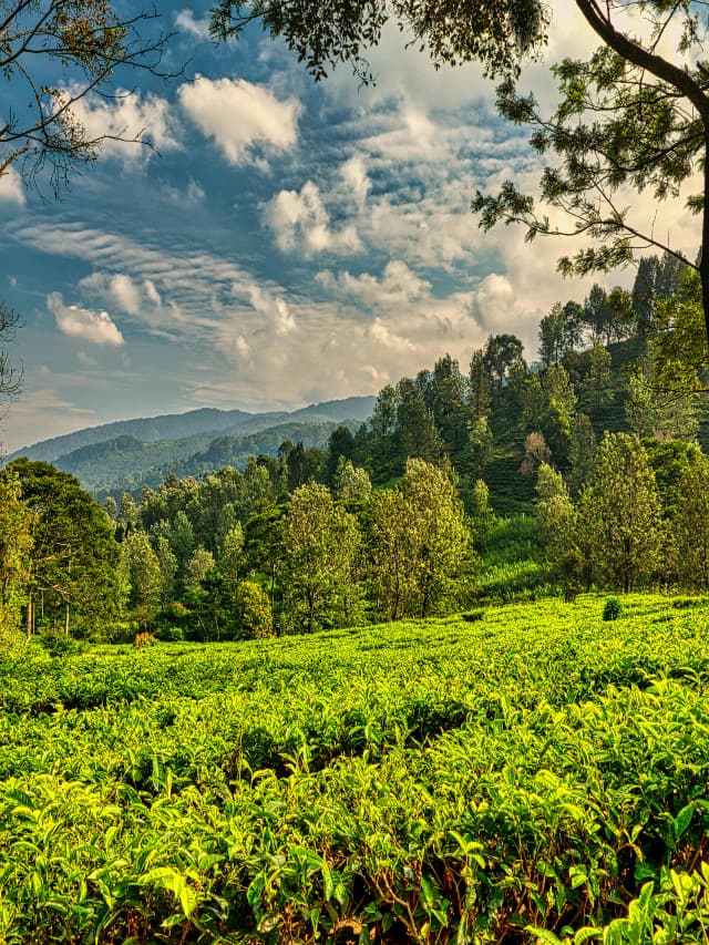 Environment: एक पेड़ मां के नाम: प्लांट फॉर मदर अभियान हुआ शुरू