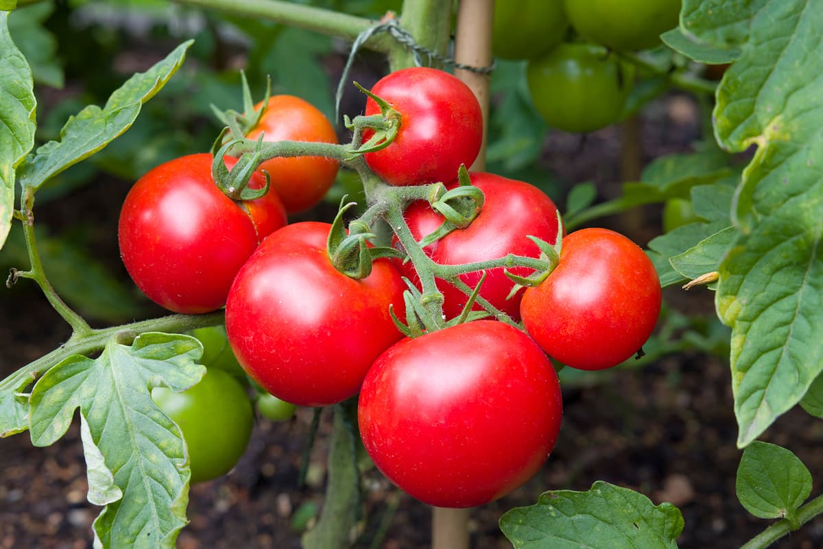 Tomato In Cancer : कैंसर से लड़ने में सहायक हो सकते हैं टमाटर? जानिए इसे खाने का सही तरीका