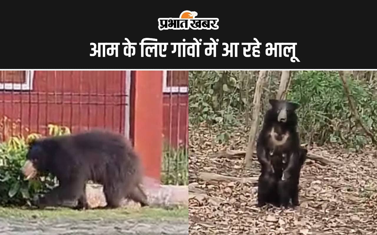 Valmiki Tiger Reserve: आम के लालच में जंगल से निकलकर रिहायशी इलाकों में घुस रहे भालू, लोगों में दहशत