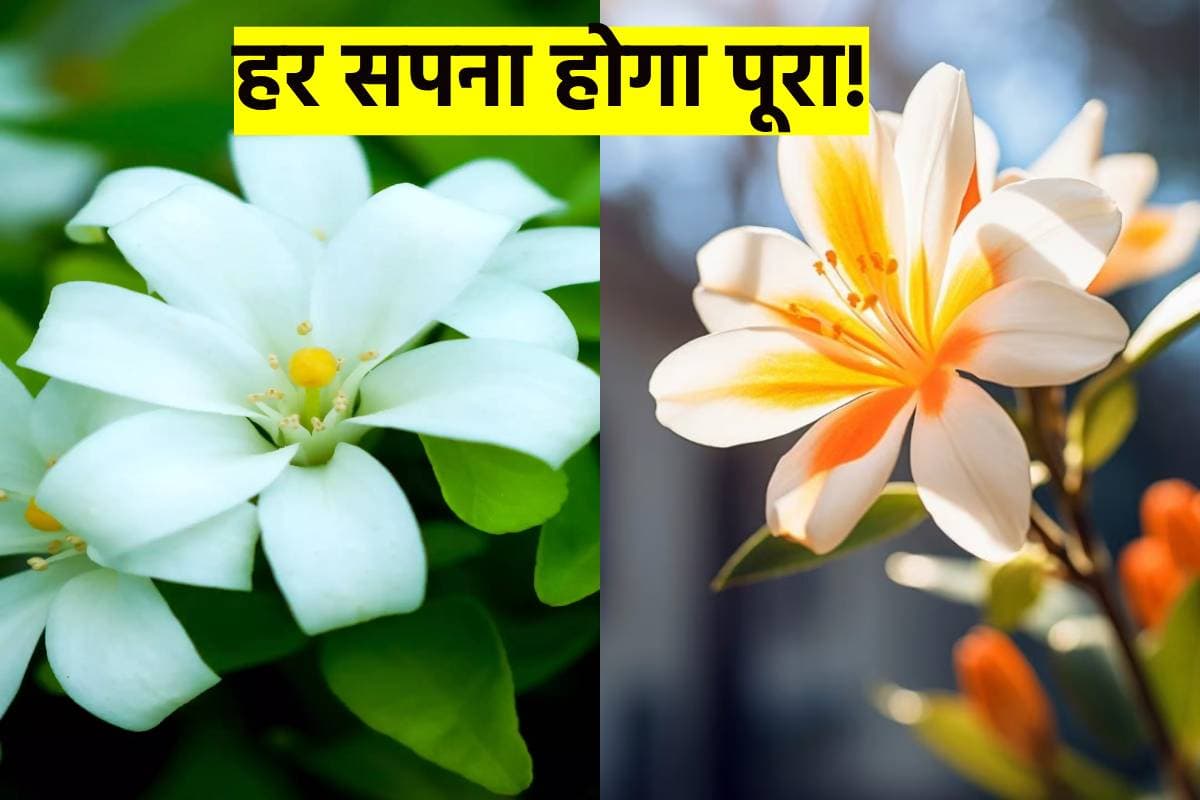 Madhukamini Plant: सपने पूरे करने हो तो घर में लगाएं ये पौधा, होगी दिन दूनी और रात चौगुनी