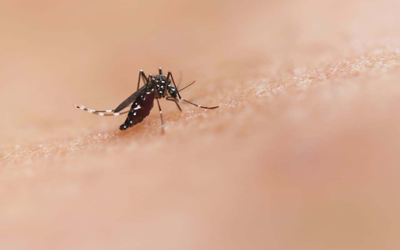 Zika Virus: अगर दिखाई दे रहे हैं ये लक्षण तो हो जाएं सावधान, जीका वायरस का हो सकता है खतरा