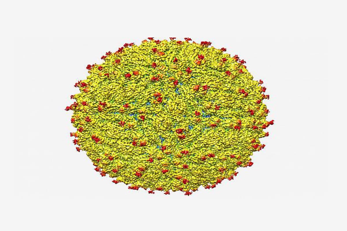 Zika Virus: जिका वायरस इन्फेक्शन से बचाव के लिए क्या खाना होता है जरूरी? जानिए
