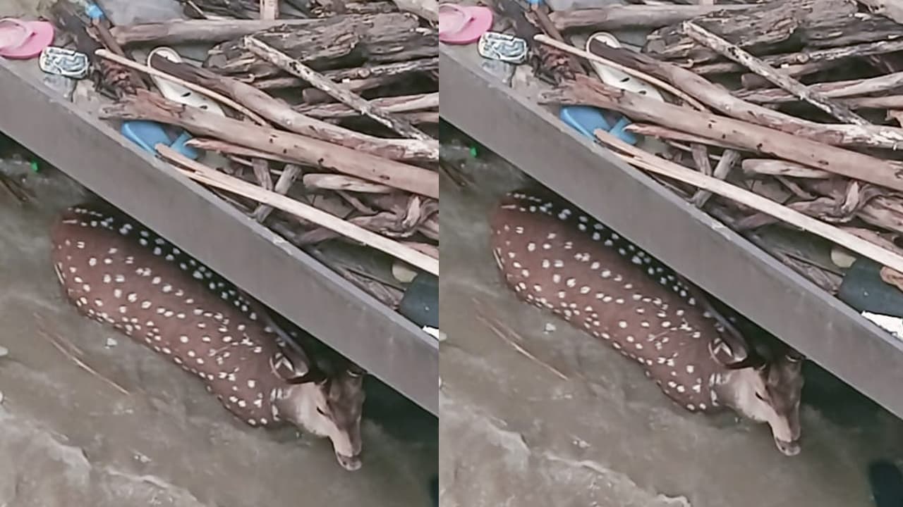 इंडो-नेपाल सीमा: गंडक बराज फाटक में फंसा हिरण, रेस्क्यू के बाद भी नहीं बची जान