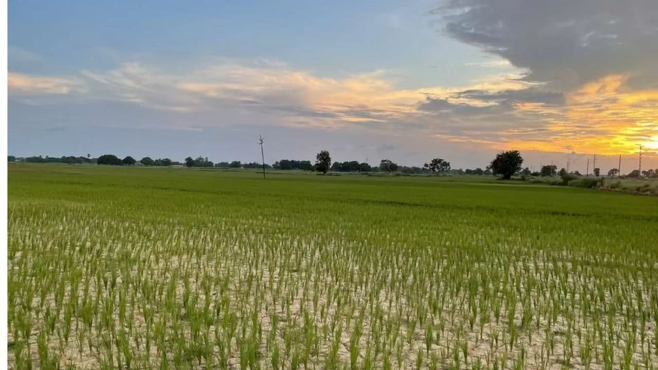 दरभंगा: रुक-रुक कर हुई बारिश से धान की फसल में लौटी जान, खेतों में दिखी हरियाली