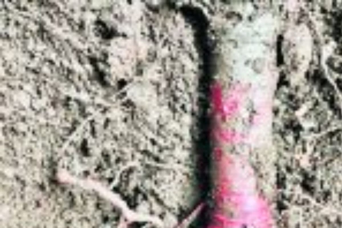 पंचरूखिया के जंगल से 12 प्रेशर आइइडी बम बरामद, नक्सलियों ने सुरक्षा बलों को नुकसान पहुँचाने के लिए किया था प्लांट