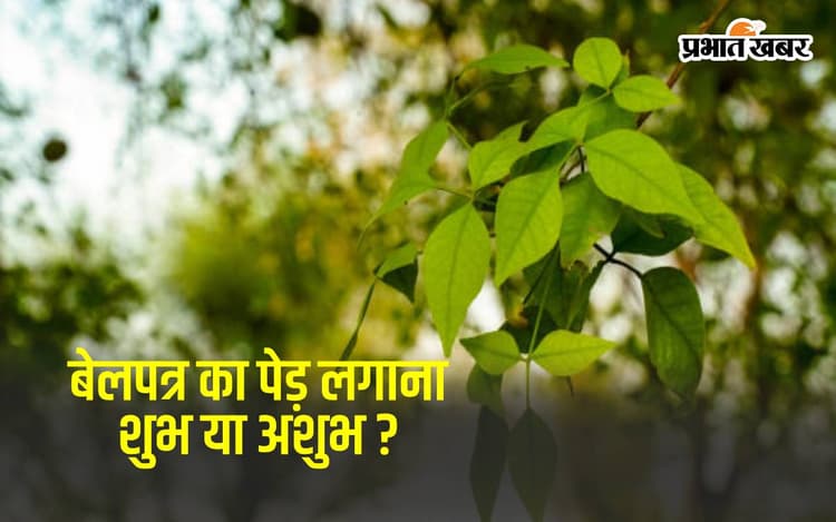 Bel Patra Tree Benefits: बेल पत्र का पेड़ लगाने के 5 फायदे, ये बातें जानकर चौंक जाएंगे आप