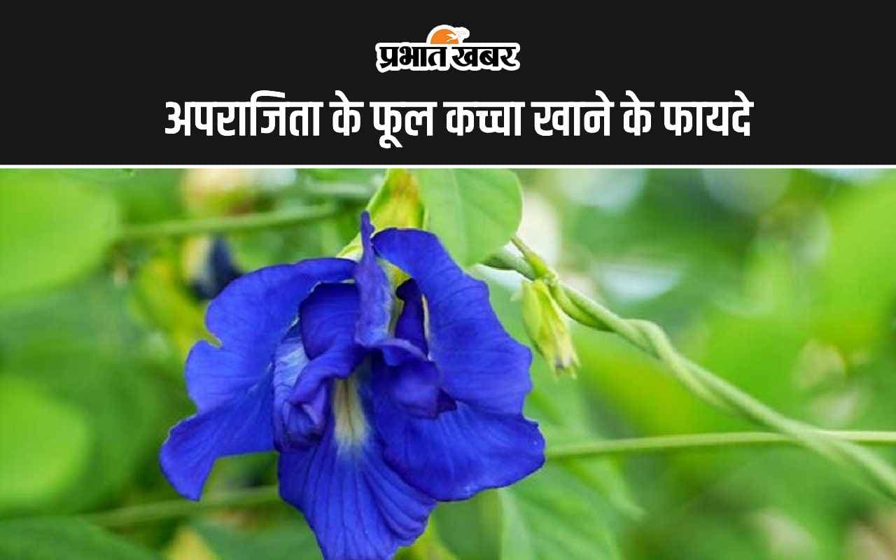 Aparajita Flower Benefits: अपराजिता के फूल कच्चा खाने से क्या होता है?