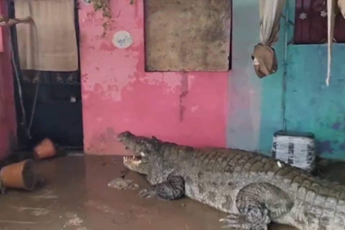 Viral Video: गुजरात के वडोदरा में सड़क पर रेंग रहे हैं मगरमच्छ