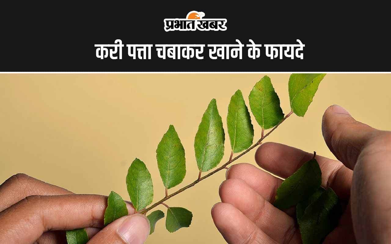 Curry Leaves Chewing Benefits: करी पत्ता चबाकर खाने के 5 सबसे बड़े फायदे