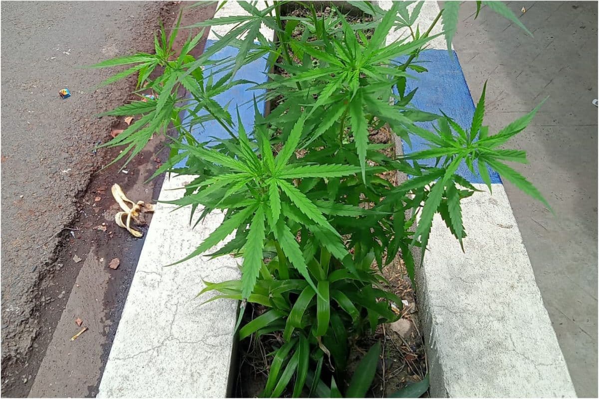 काेलकाता की सड़कों पर खुलेआम हो रही है गांजा की खेती