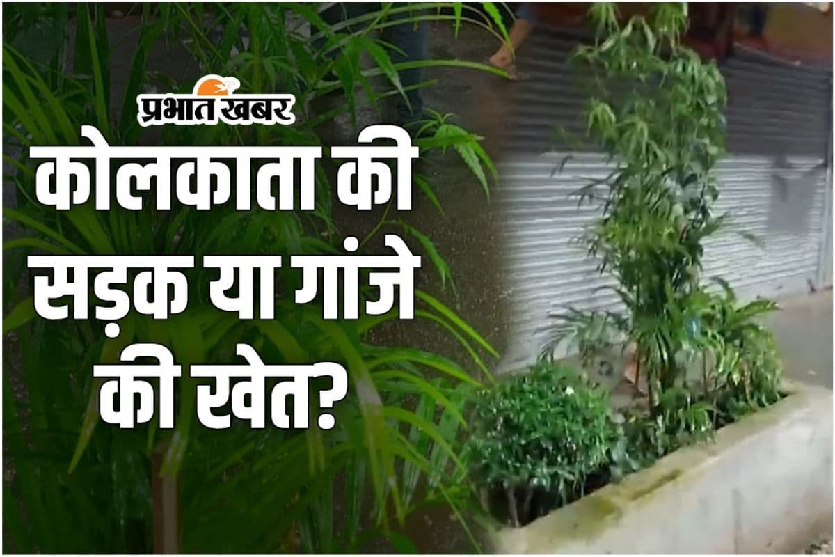 Kolkata Video : गांजा के पौधों से सज रहा है कोलकाता