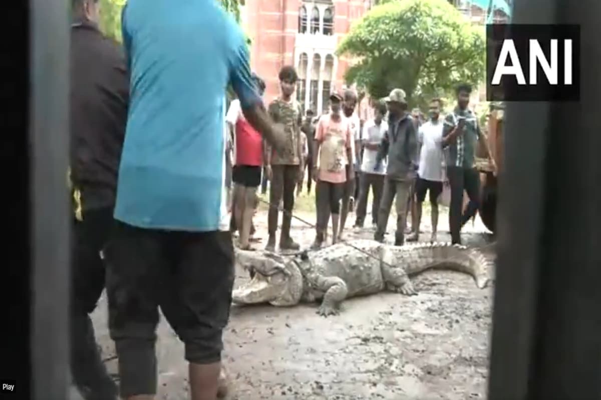 Weather Forecast: सांप बिच्छू नहीं गुजरात के घरों में घुस रहे मगरमच्छ, IMD ने कहा- खतरा टला नहीं