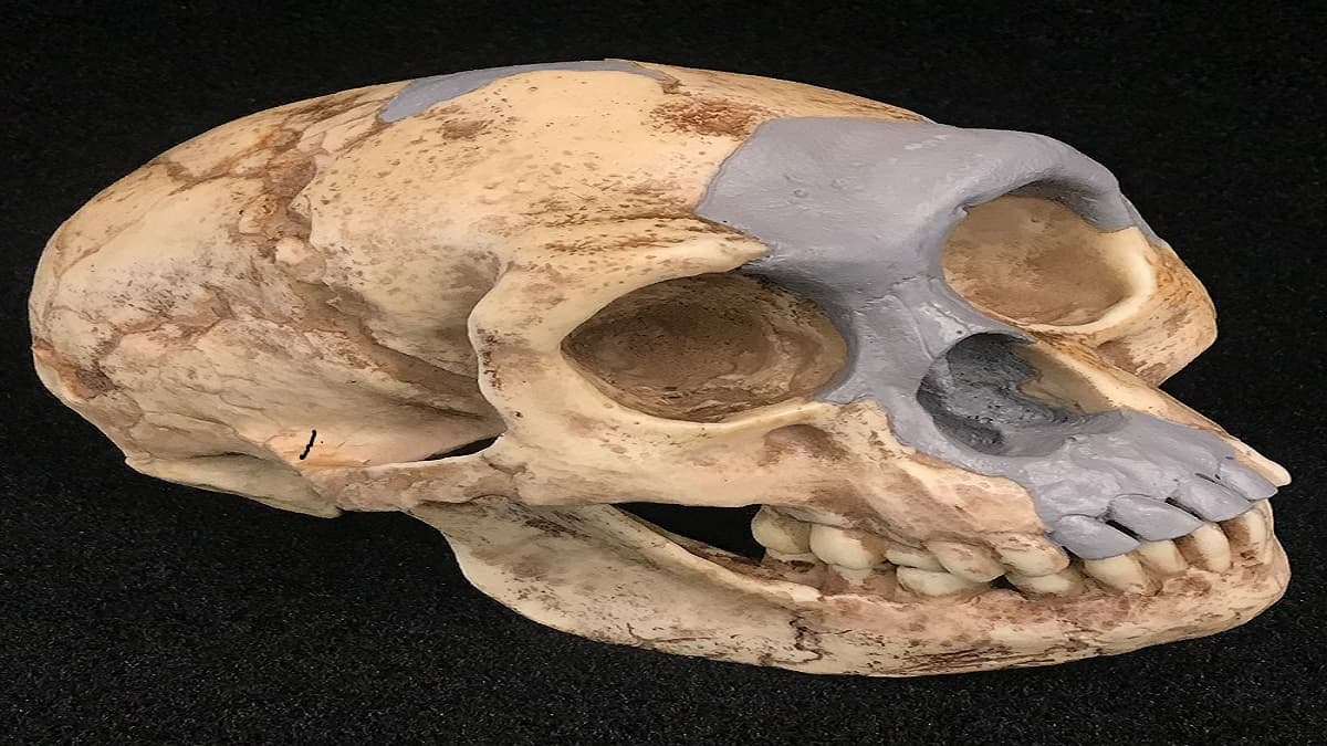 World News: Fossil revelation: इंडोनेशिया में रहते थे छोटे कद के मानव, जानिए कितनी थी उनकी height