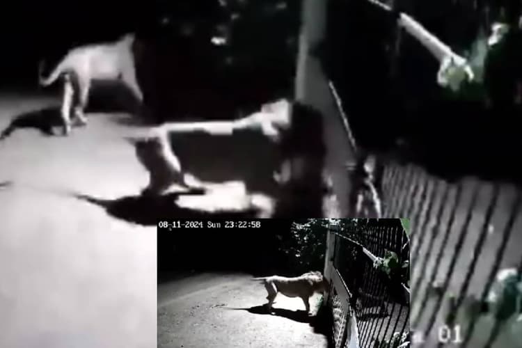 Viral Video : कुत्तों के भौंकने के बाद शेर अपनी शेरनी के साथ भागा