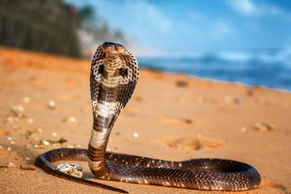 Nag Panchami 2024: नाग पंचमी क्यों मनाते हैं, जानें इस दिन क्यों पीटते हैं गुड़िया, क्यों नहीं बनाई जाती रोटी