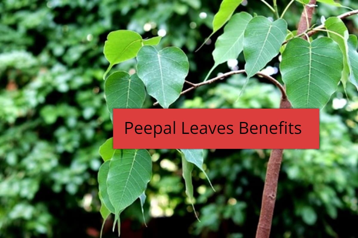 Peepal Leaves Benefits: पीपल के पत्ते खाने के 8 सबसे बड़े फायदे