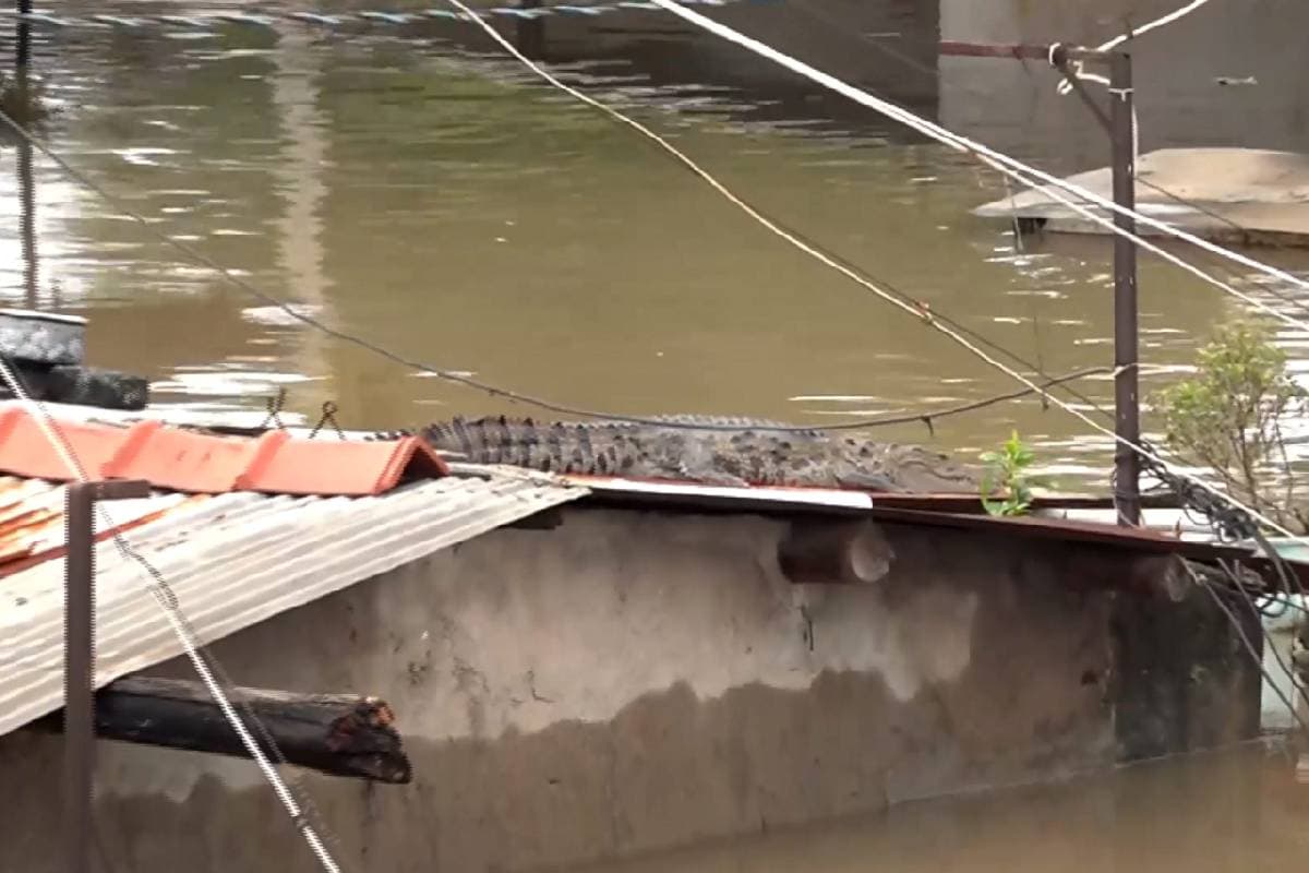 Rain Alert in Gujarat: अगले 7 दिन तक बारिश होगी गुजरात में, स्कूल बंद, अलर्ट जारी