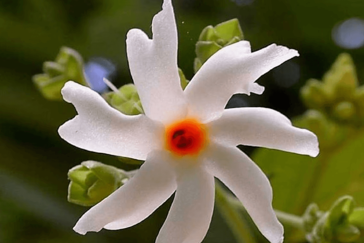 Harsingar Benefits: हरसिंगार (पारिजात) के स्वास्थ्य लाभ, जाने इसके पत्तों, फूलों, और बीजों के उपयोग