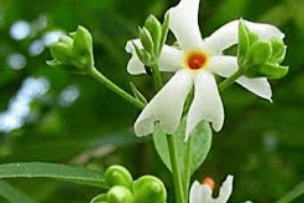 Vastu Shastra: वास्तु शास्त्र के अनुसार हरसिंगार का पौधा घर में लगाने के फायदे और नियम