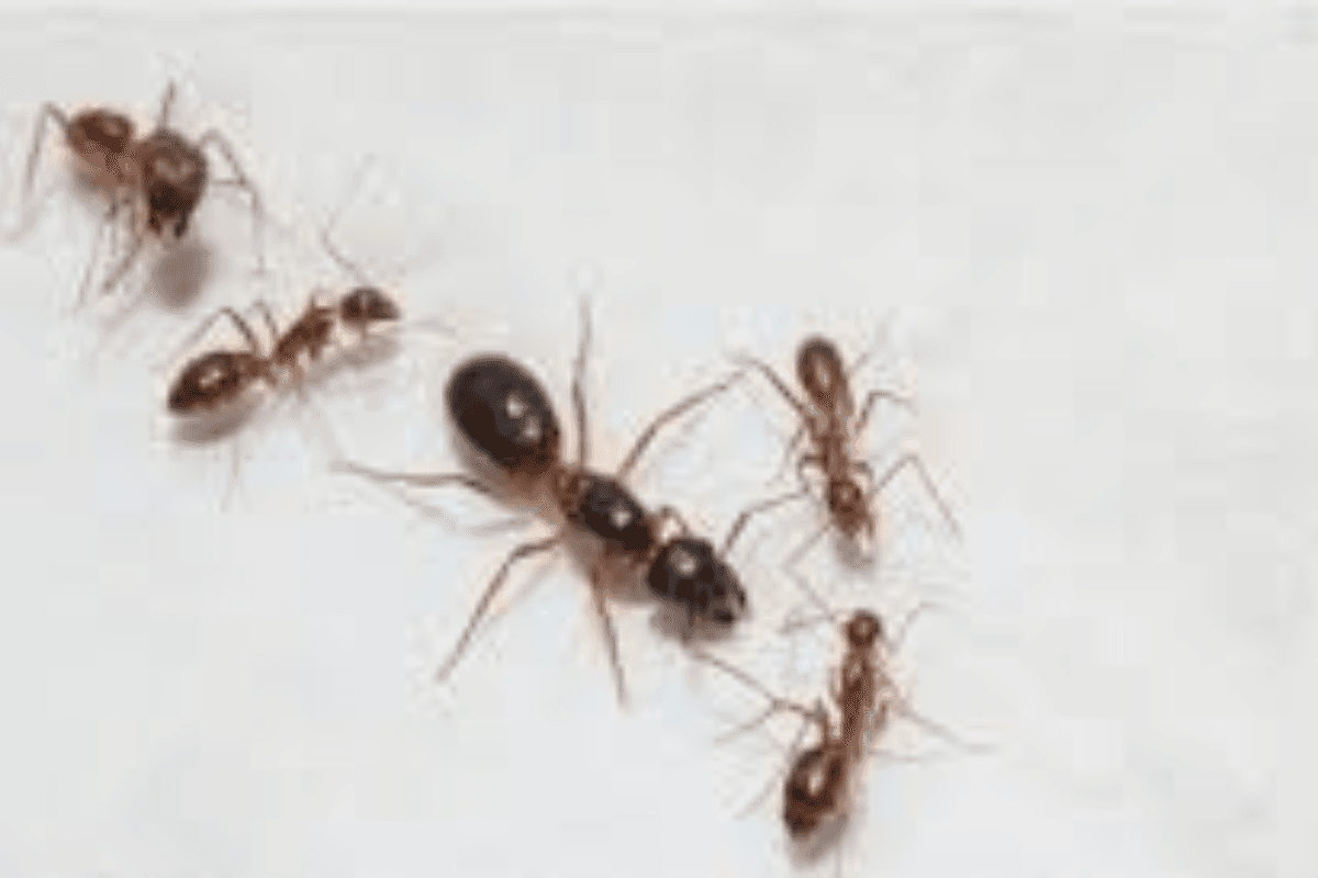 Home Remedies: बारिश के मौसम में घर में आ जाती हैं चींटियाँ, तो इन्हें कैसे भगाएं?