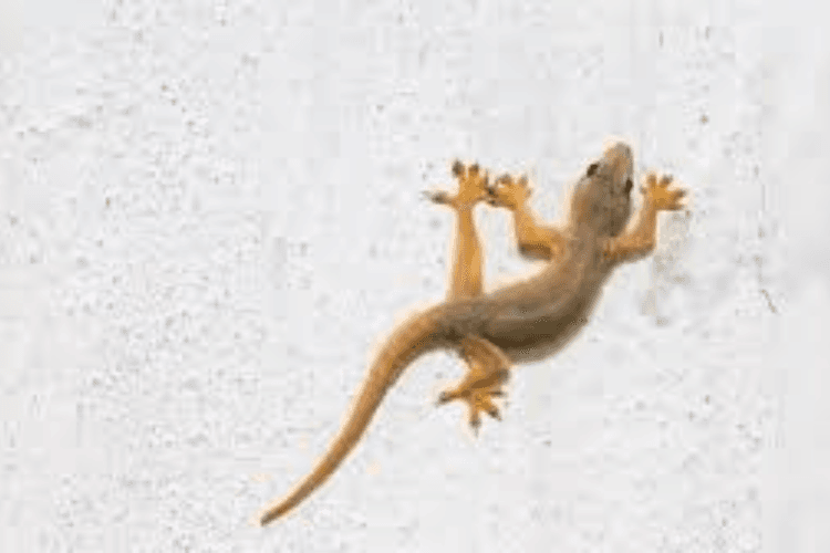 Lizard Removal Tips: घर में छिपकलियों से छुटकारा पाने के आसान घरेलू उपाय