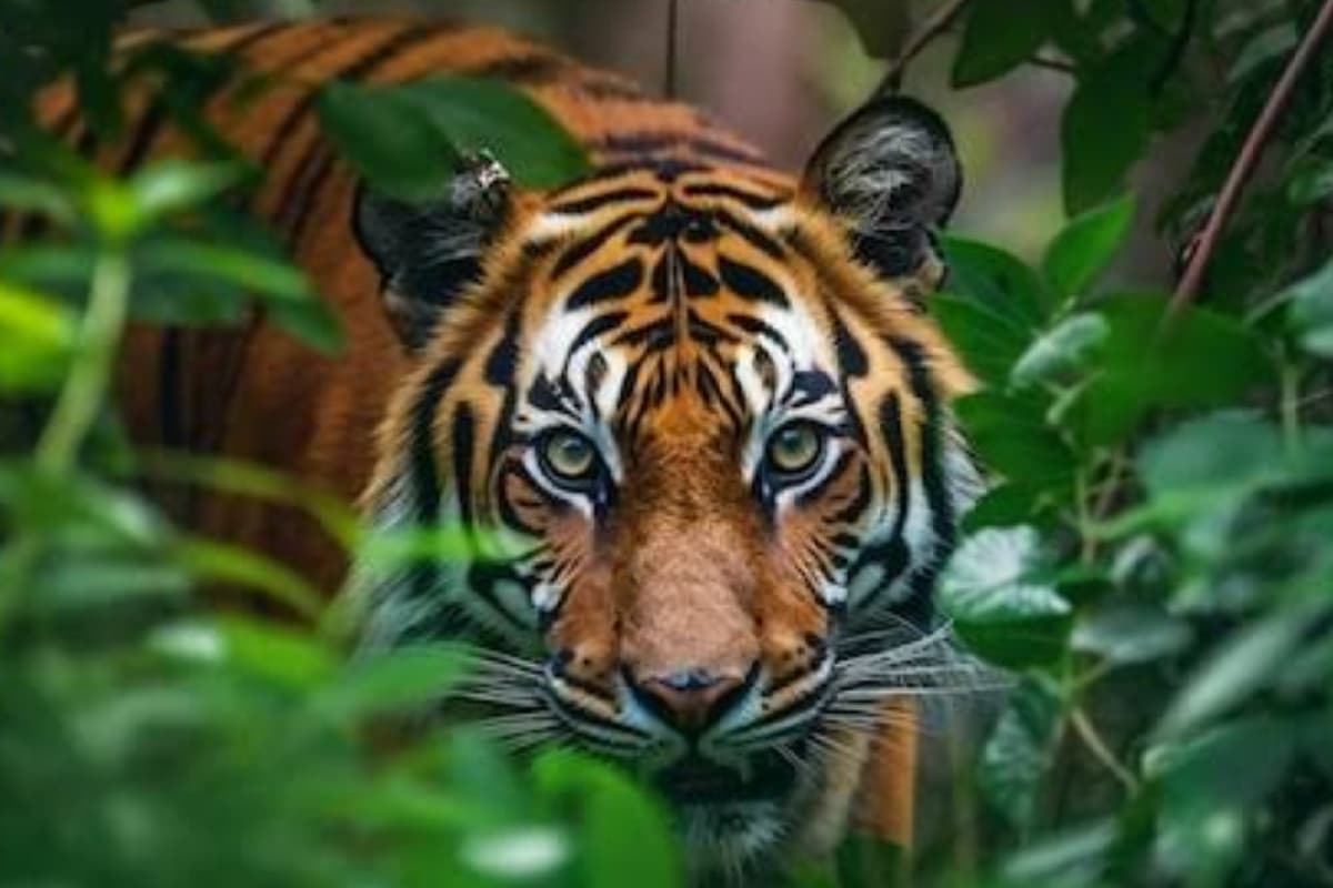 Tiger: देश में बढ़ रही है बाघों की संख्या