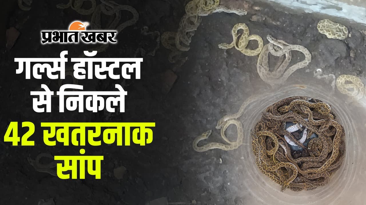 VIDEO: बिहार का गर्ल्स हॉस्टल बना एशिया के सबसे खतरनाक सांप का बसेरा, 42 रसेल वाइपर निकले