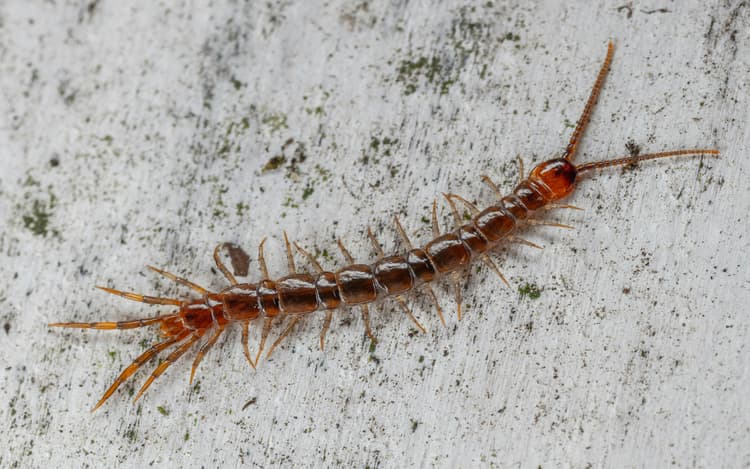 Bathroom Tips: बाथरूम में बार-बार दिखाई दे रहा कनखजूरा? घबराइए नहीं, ऐसे पाएं छुटकारा