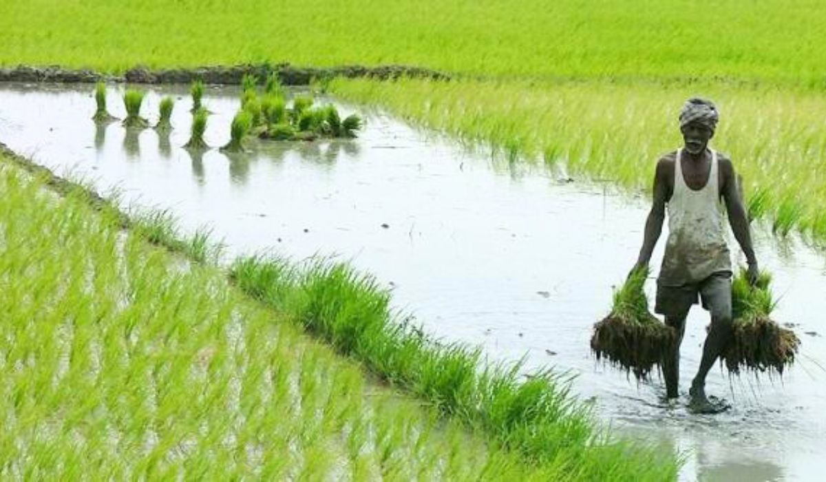 गेहूं और चावल का रिकार्ड उत्पादन, कृषि एवं किसान कल्याण विभाग ने जारी किया फसल उत्पादन का अंतिम अनुमान