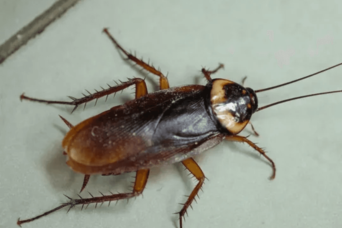 Cockroach Control: बाथरूम और किचन से कॉकरोच हटाने के घरेलू उपाय Cockroach Control: बाथरूम और किचन से कॉकरोच हटाने के घरेलू उपाय