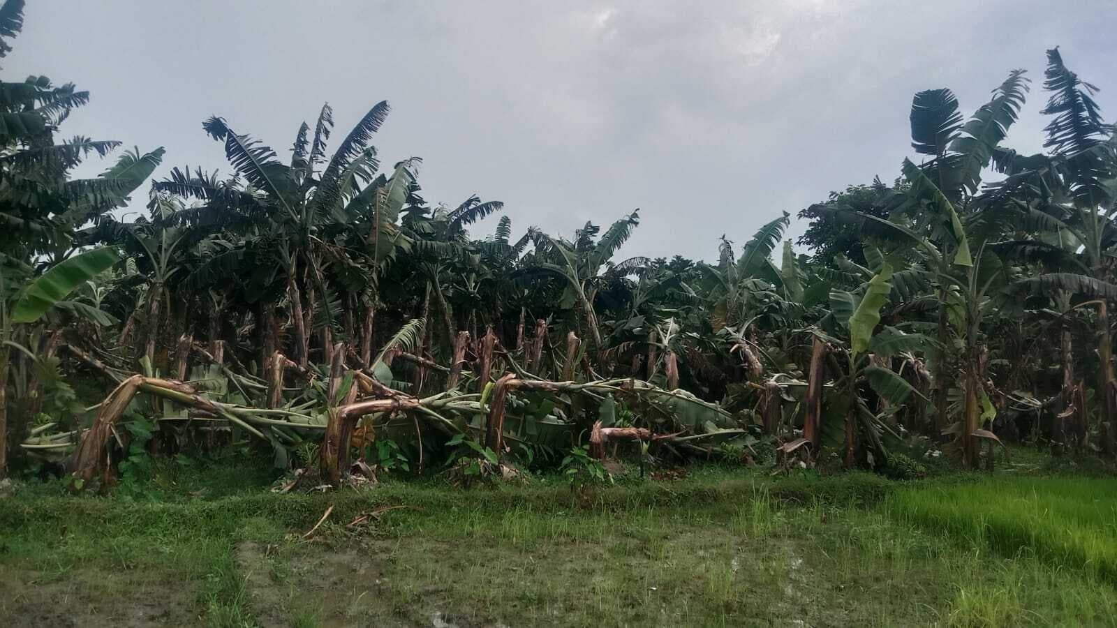 आंधी व बारिश से केले की फसल को हुआ नुकसान, किसानों के चेहरे पर चिंता की लकीरें
