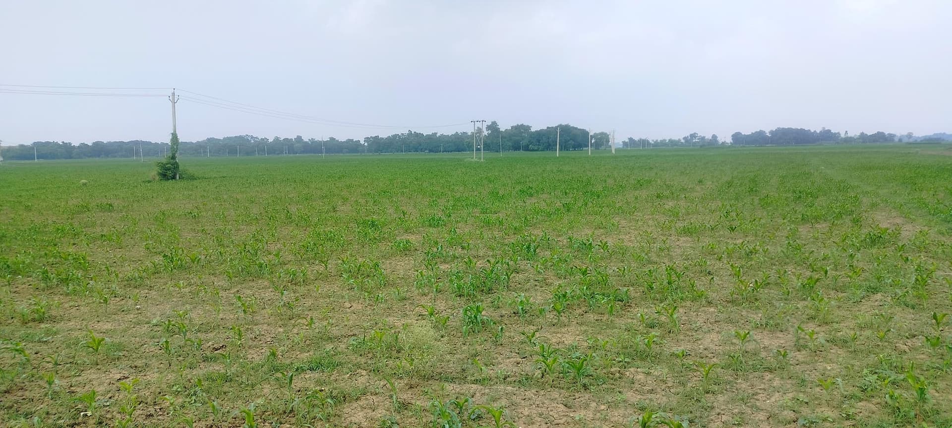 कड़ी धूप से प्रभावित होने लगी है मकई की फसल, चिंतित किसान