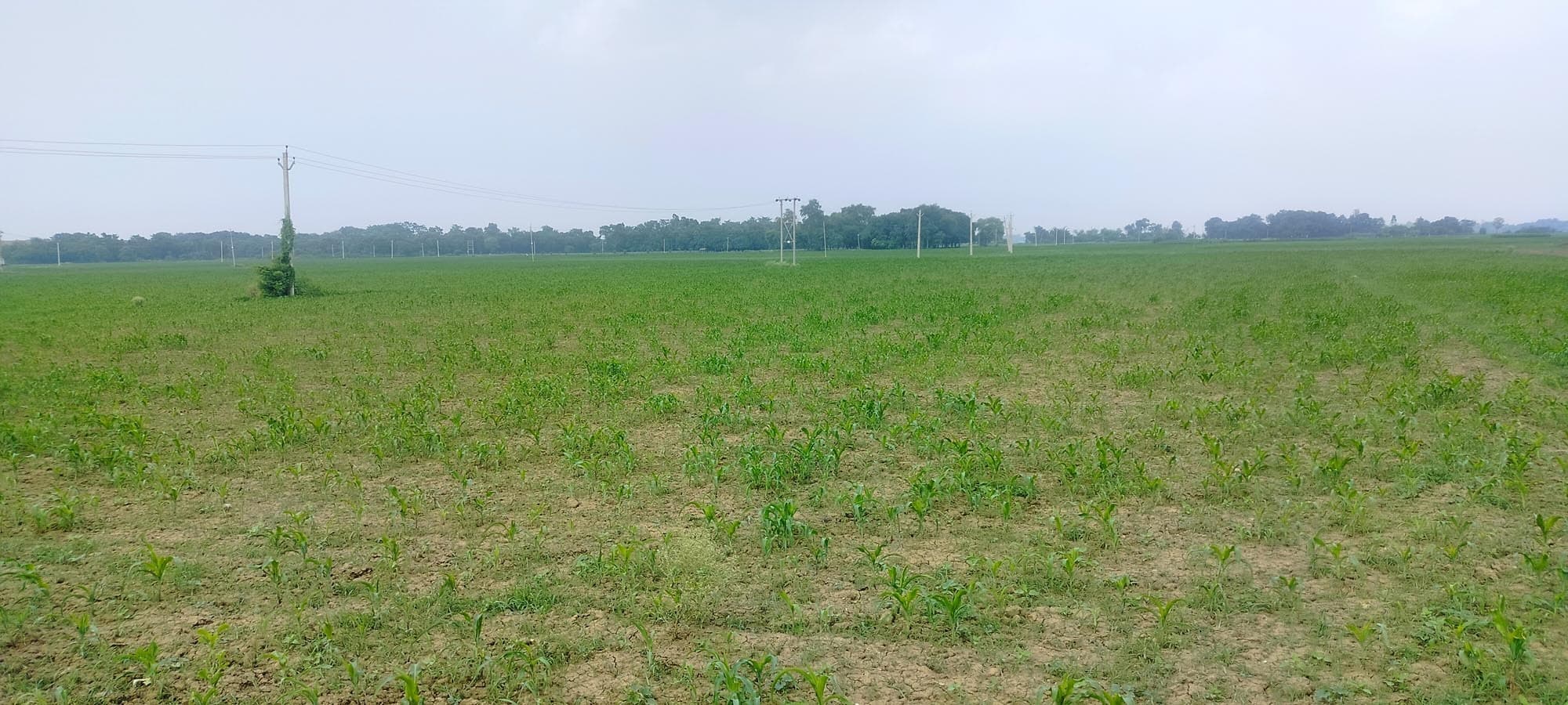 कड़ी धूप से प्रभावित होने लगी है मकई की फसल, चिंतित किसान