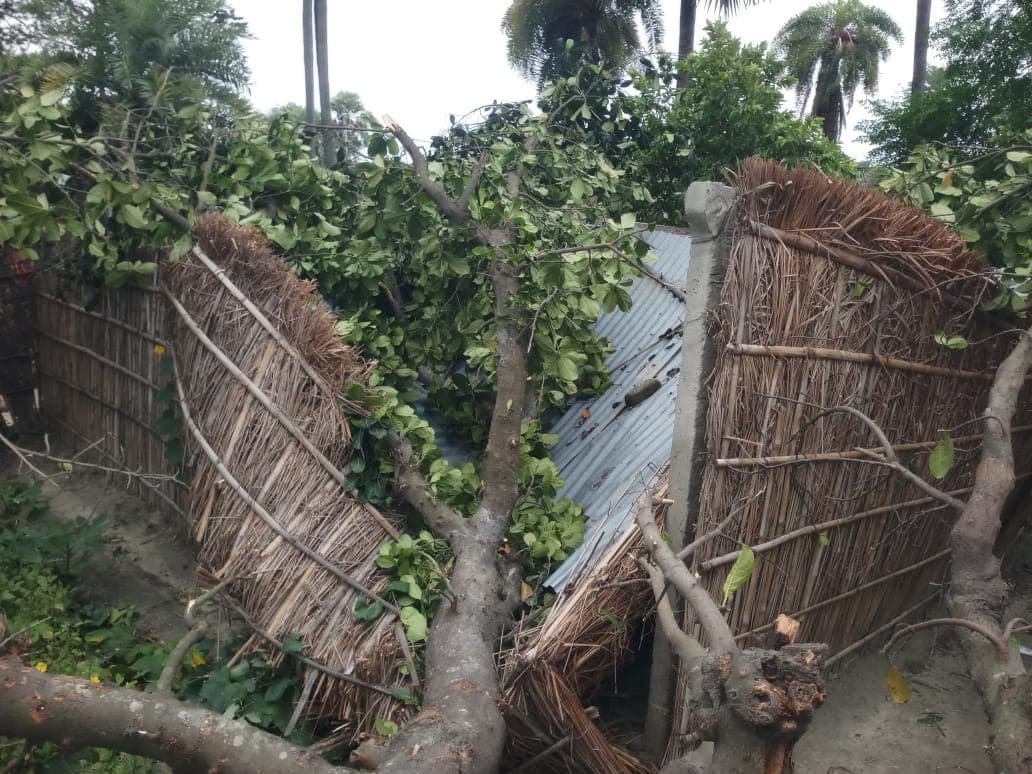 तेज हवा के साथ बिजली गुल, घर पर गिरा पेड़