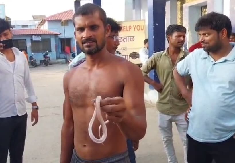 हाथ में विषधर को लेकर इलाज को पहुंचा अस्पताल