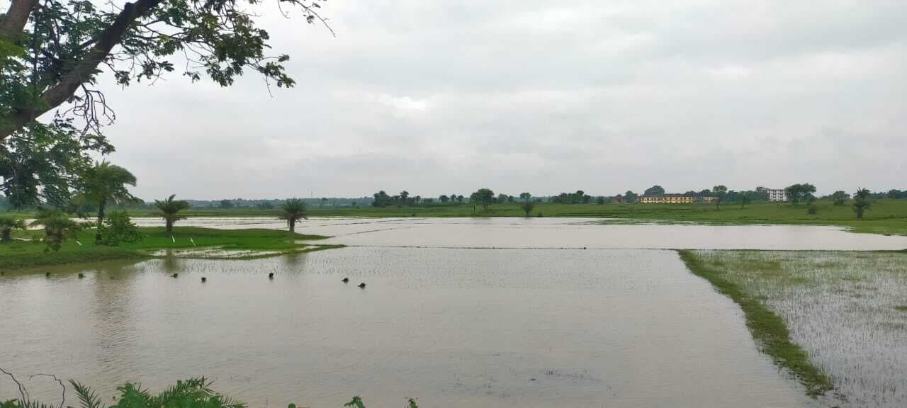 24 घंटे से है पानी में डूबी हुई है निचले हिस्से के खेत में रोपी गयी धान की फसल