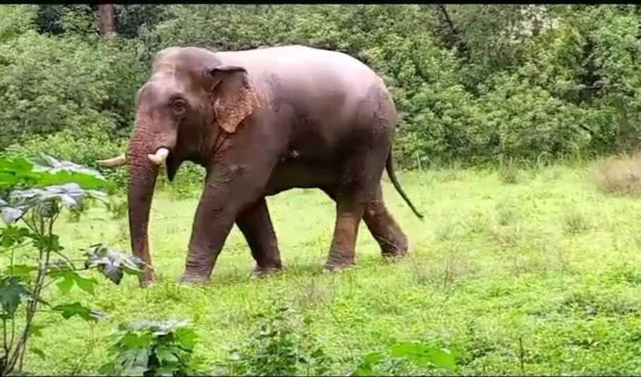 मयूरभंज : बेतनटी रेंज में हाथियों ने दीवार तोड़ी, दो वर्ष के बच्चे की दबकर मौत