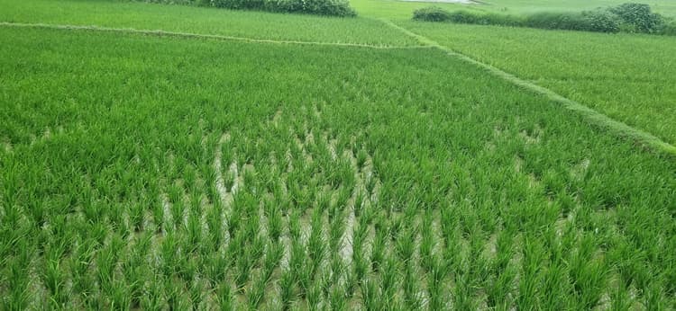 बारिश ने किसानों के चेहरे पर लौटायी मुस्कान