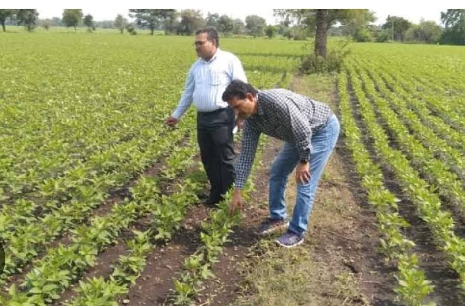 Samastipur news: सोयाबीन की खेती कर ज्यादा मुनाफा लें किसान : डाॅ तिवारी