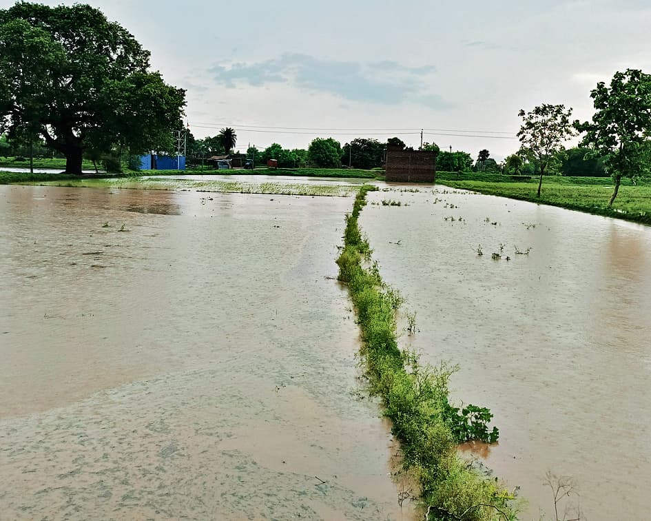 इंतजार के बाद हुई बारिश, तो झूम उठी धरती, खुश हो उठे किसान